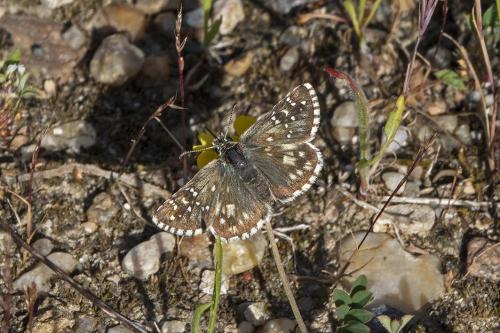 Réf. 258 269 : Pyrgus sp.
